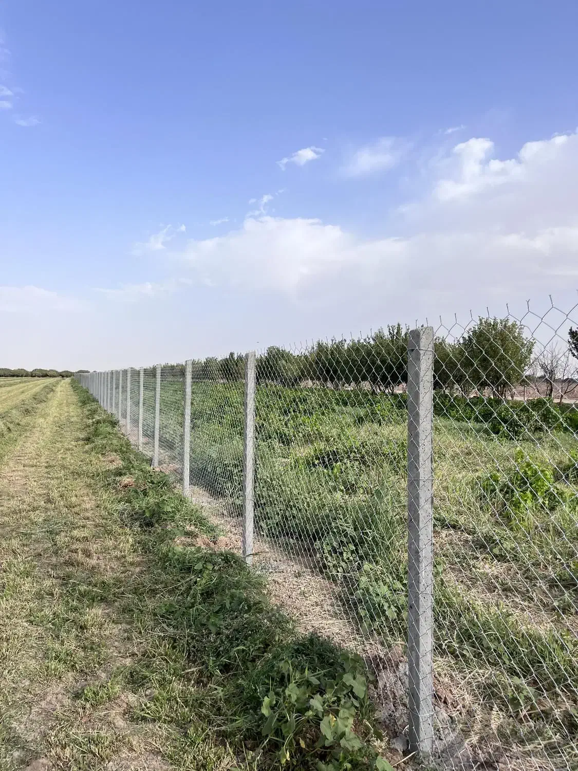 پایه فنس بتنی و داربست انگور|مصالح و تجهیزات ساختمان|داراب, |دیوار