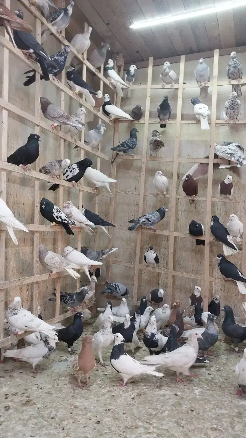 کبوتر دسته ۹۰تایی|پرنده|الوند, |دیوار