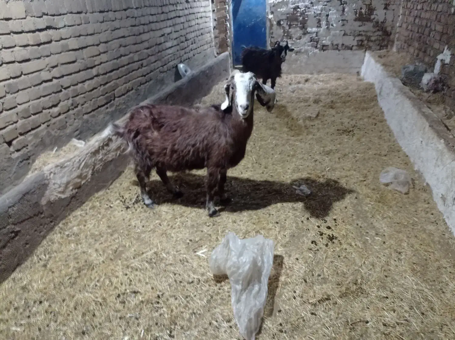 12عدد 3 عددبز یک عدد تکه پاکستانی و8عدد گوسفند|حیوانات مزرعه|بوئین زهرا, |دیوار