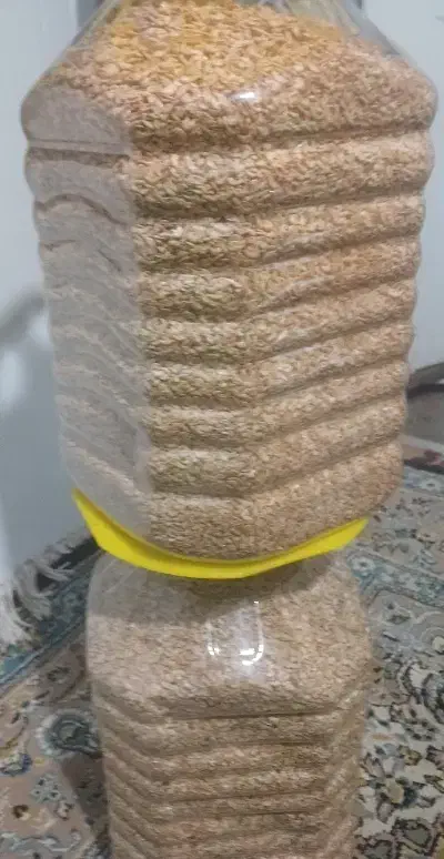 فروش گاماروس غذای ماهی|ماهی|چابکسر, |دیوار