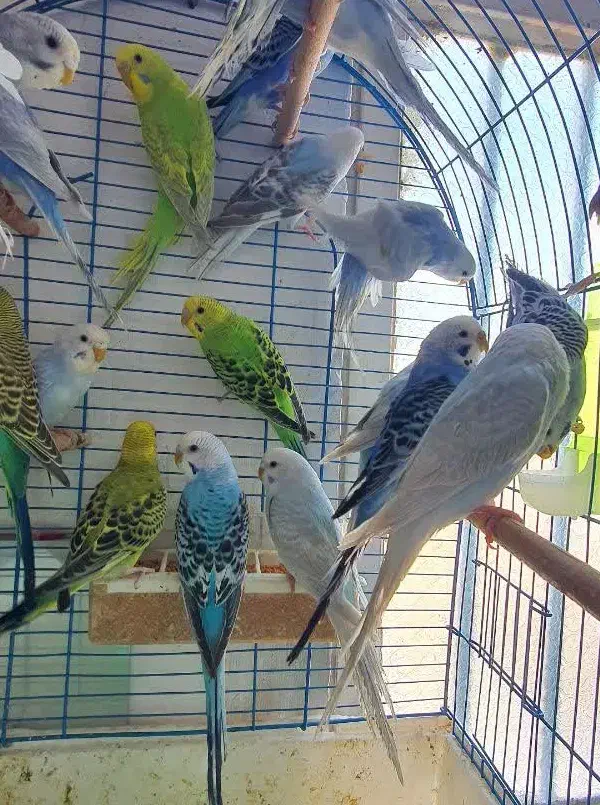 مرغ عشق|پرنده|قم, نیروگاه|دیوار