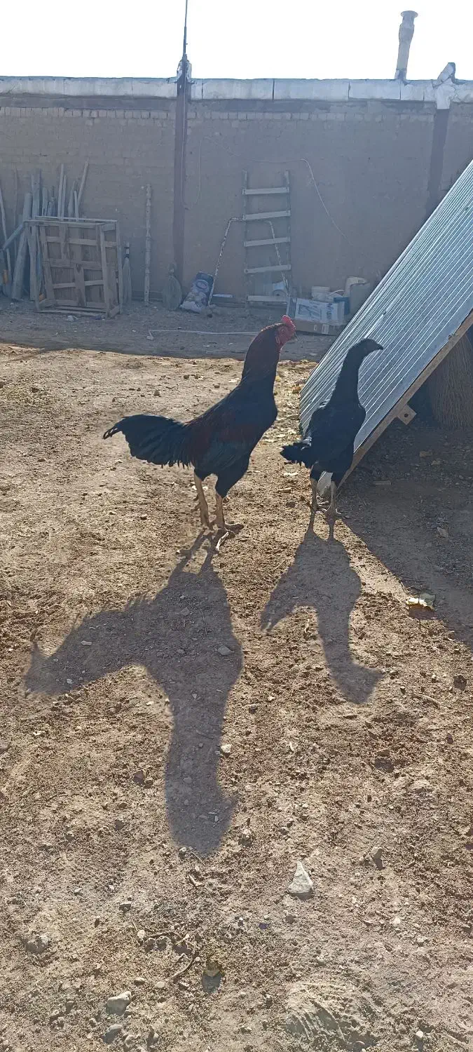 مرغ و خروس لاری|حیوانات مزرعه|میلاجرد, |دیوار