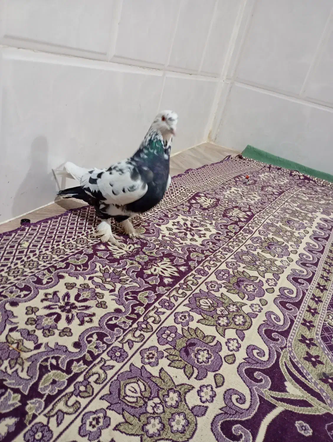 فروش دو عدد کبوتر ضمانت شده|پرنده|بافت, |دیوار