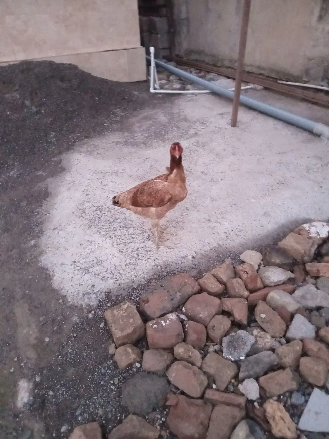 مرغ لاری|حیوانات مزرعه|سیجوال, |دیوار