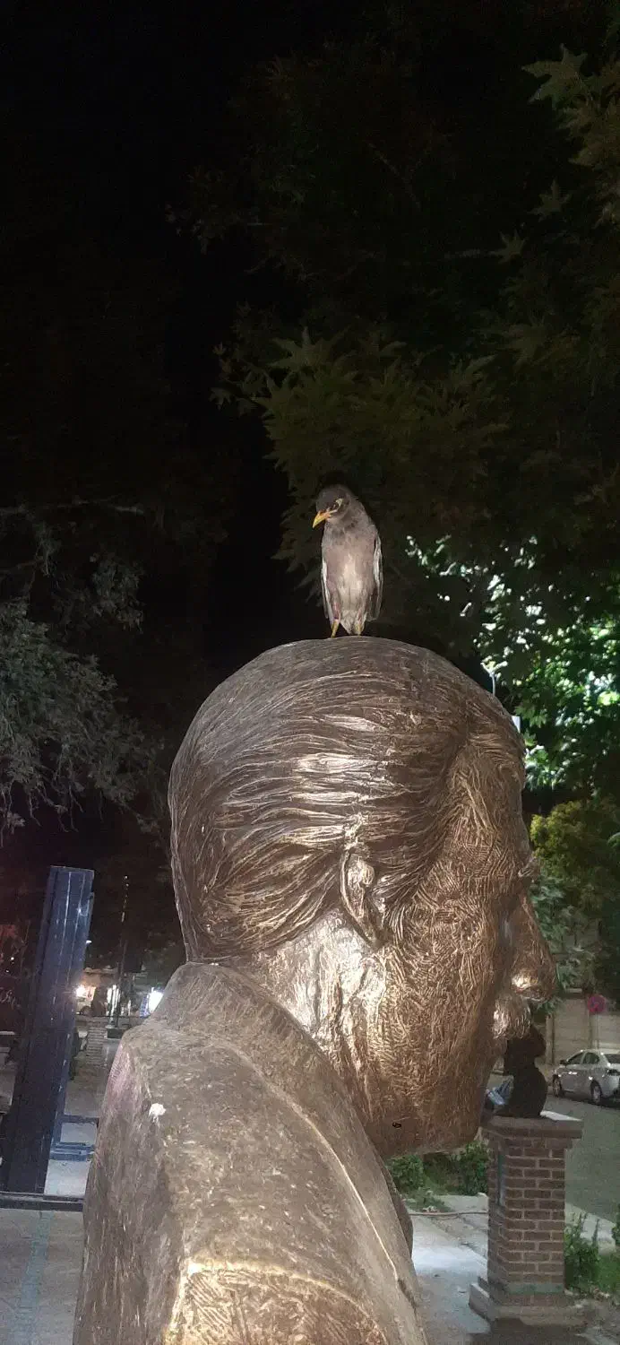 مرغ مینا گمشده|پرنده|قزوین, |دیوار