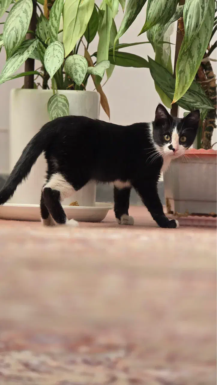 واگذاری بچه گربه ماده|گربه|سنندج, |دیوار