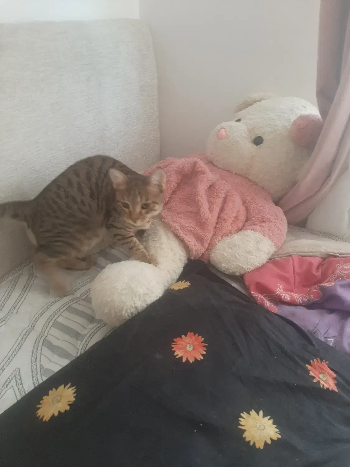 گربه خانگی|گربه|زنجان, |دیوار