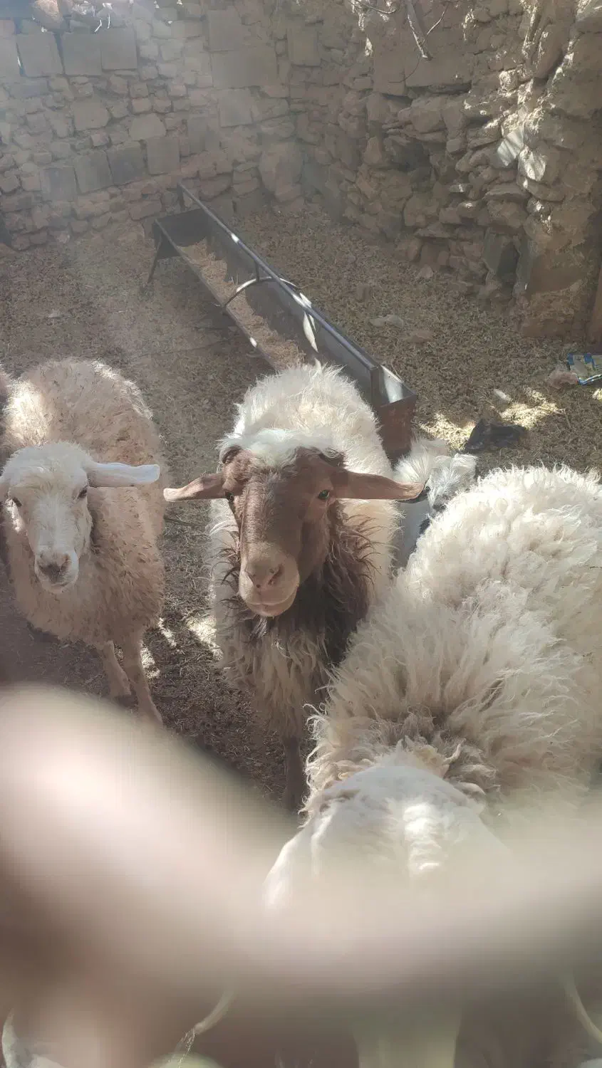 قوچ|حیوانات مزرعه|نیمبلوک, |دیوار