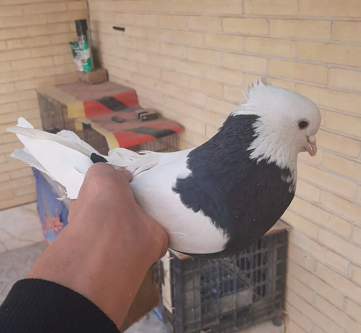 کفتر طوقی|پرنده|یزد, |دیوار