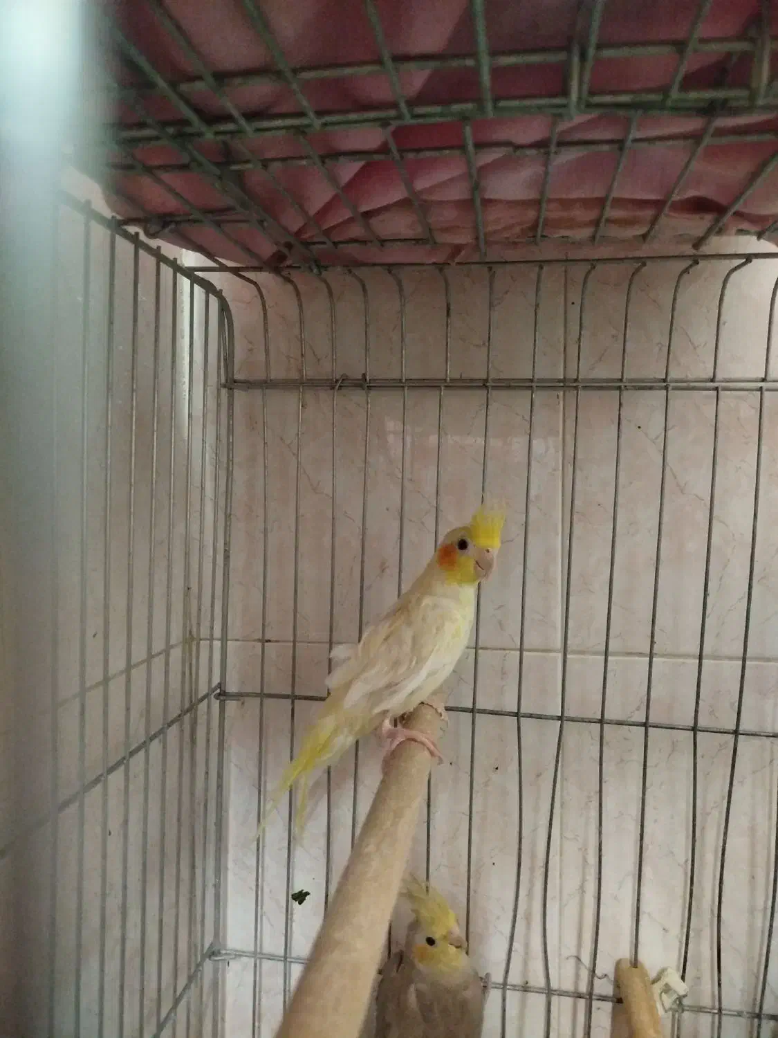 عروس هلندی|پرنده|شیراز, جوادیه|دیوار