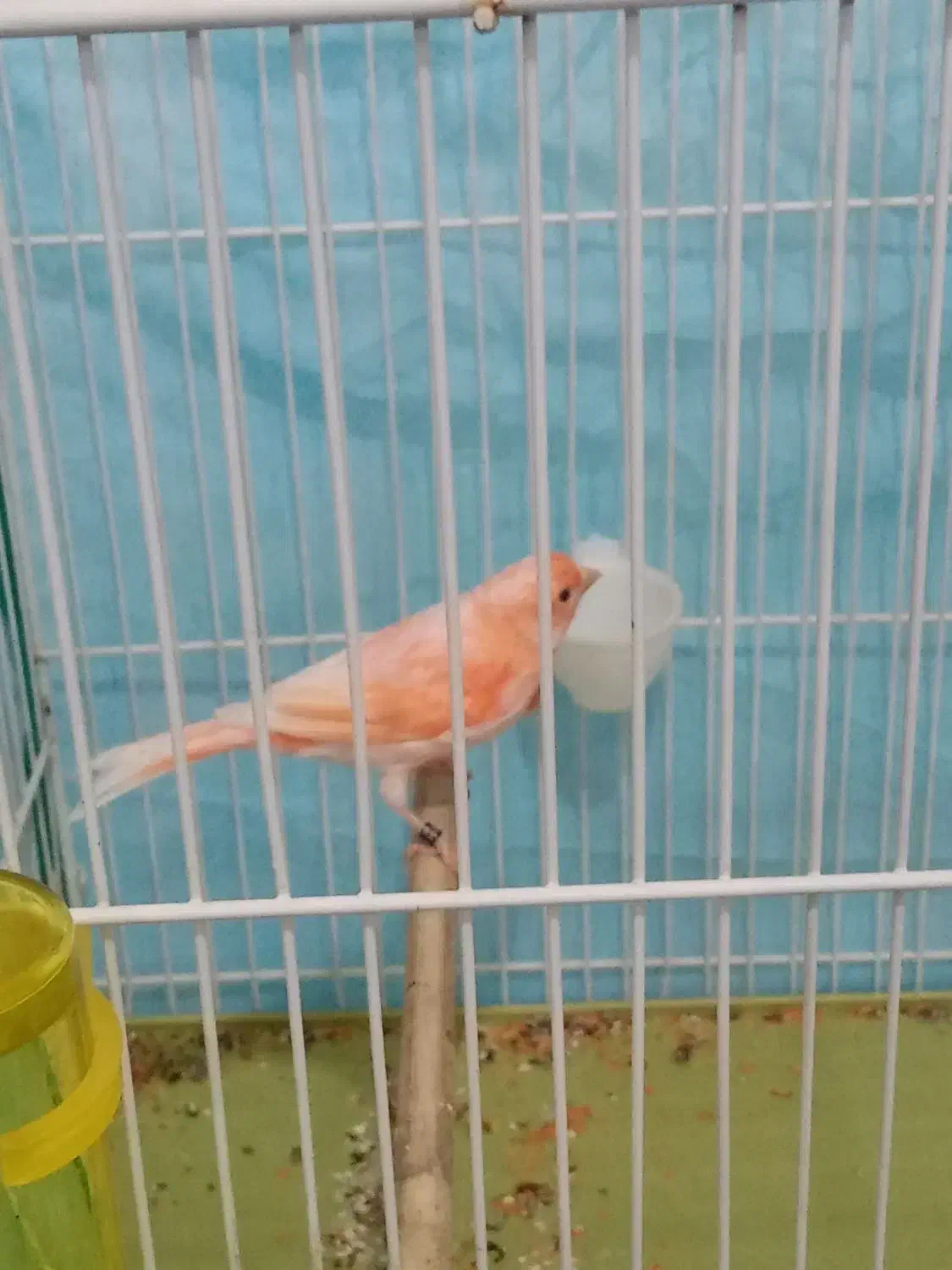 قناری|پرنده|زرند, |دیوار