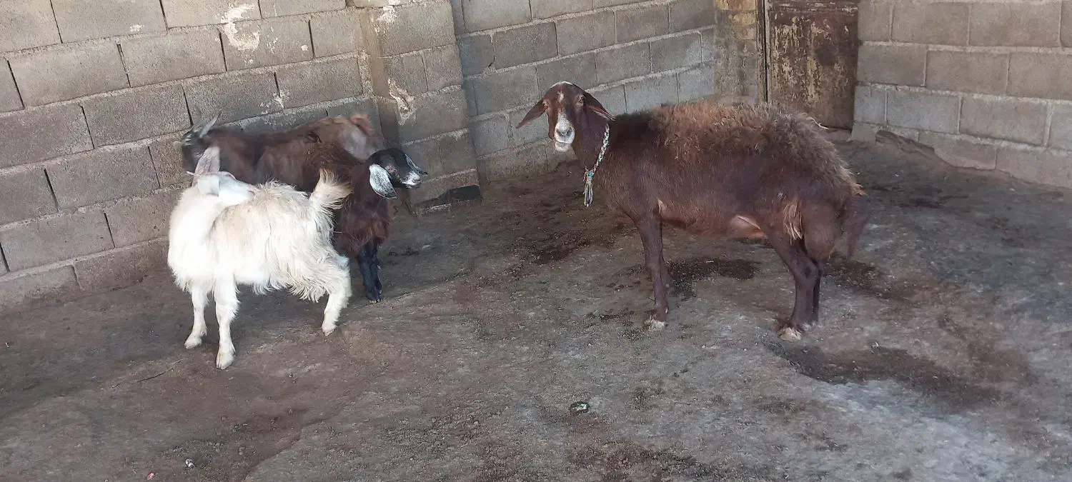 میش وبزغاله|حیوانات مزرعه|صحنه, |دیوار