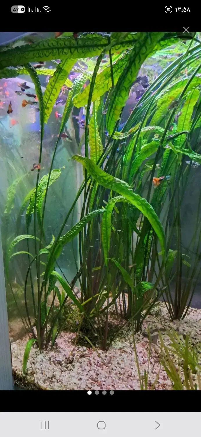 گیاه کریپتون|ماهی|ارومیه, |دیوار