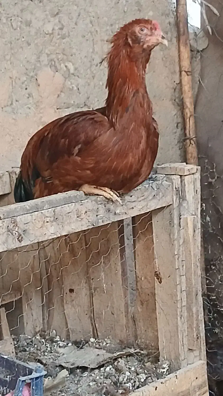 خروس لاری|حیوانات مزرعه|اسفراین, |دیوار