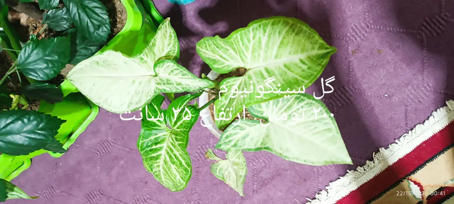 گل طبیعی اپارتمانی|گل و گیاه طبیعی|هریس, |دیوار