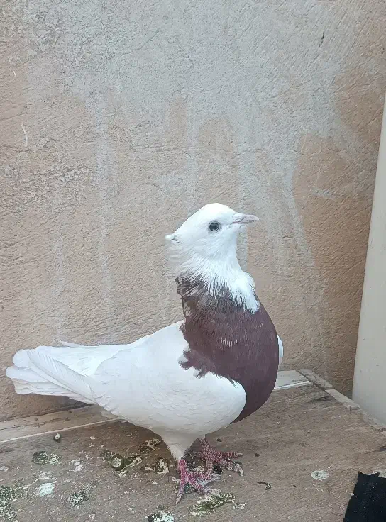 طوق سرخ کبوتر|پرنده|ایلام, |دیوار