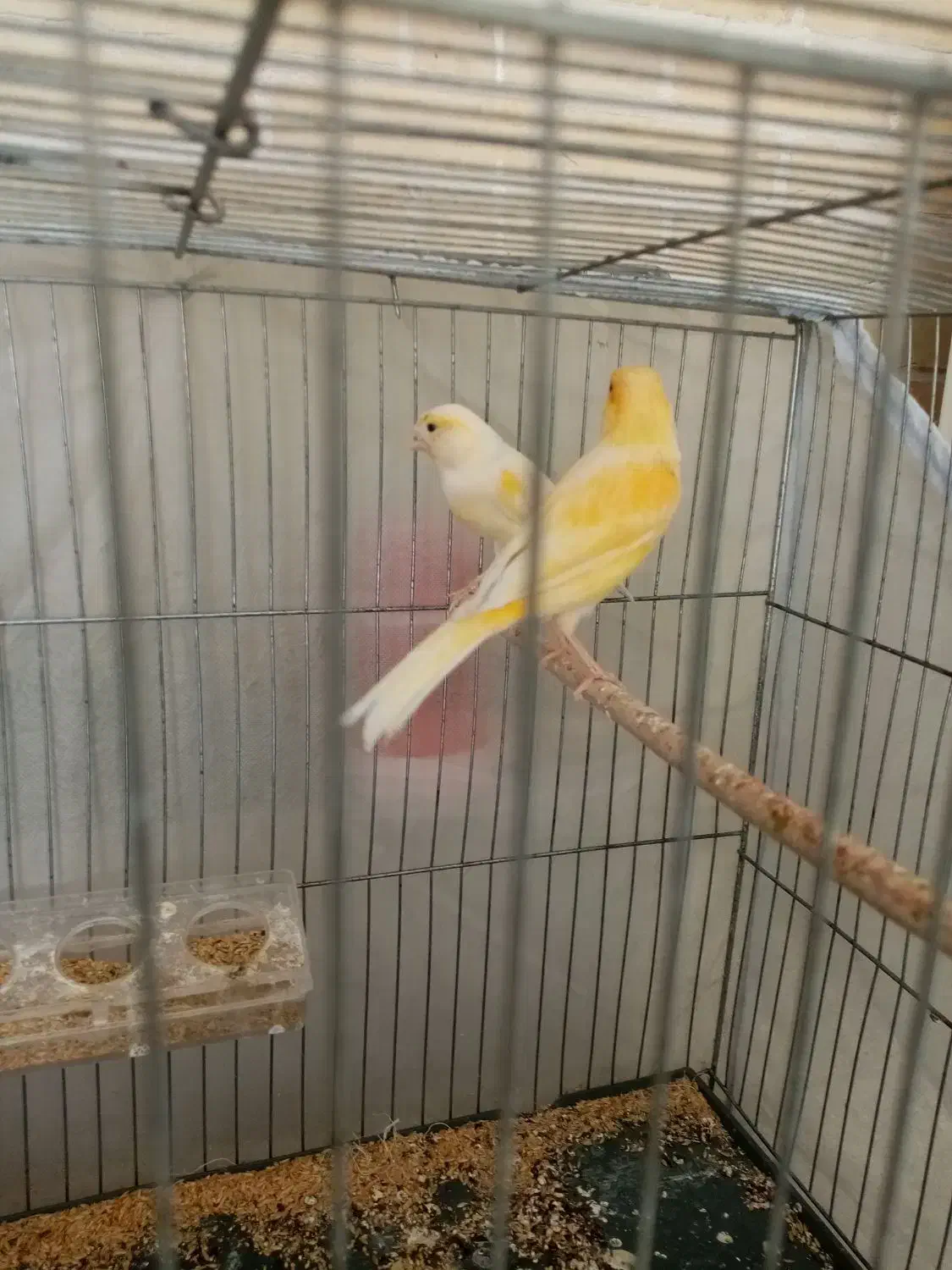 ماده قناری|پرنده|یزد, |دیوار