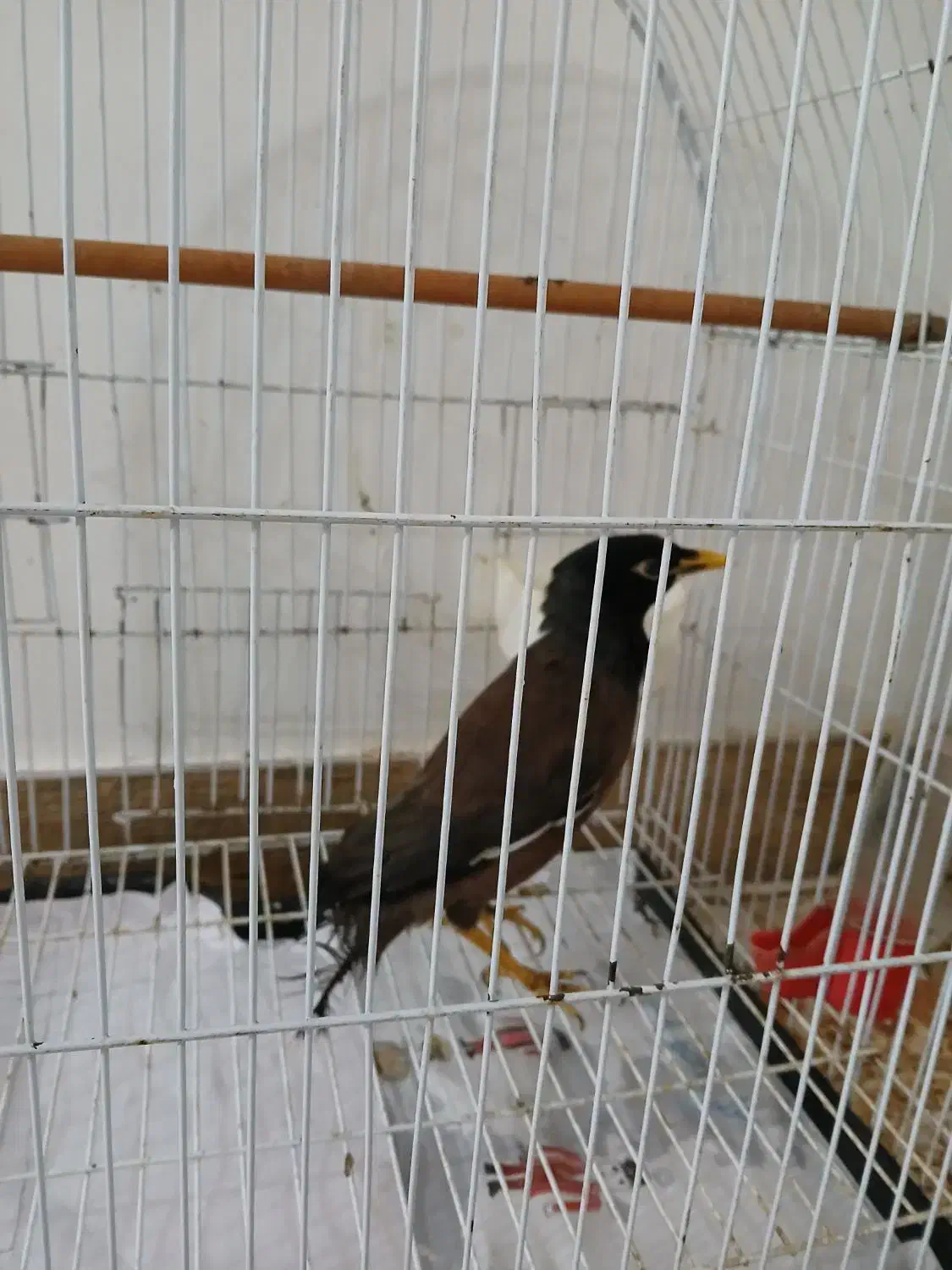 مرغ مینا نر|پرنده|فومن, |دیوار