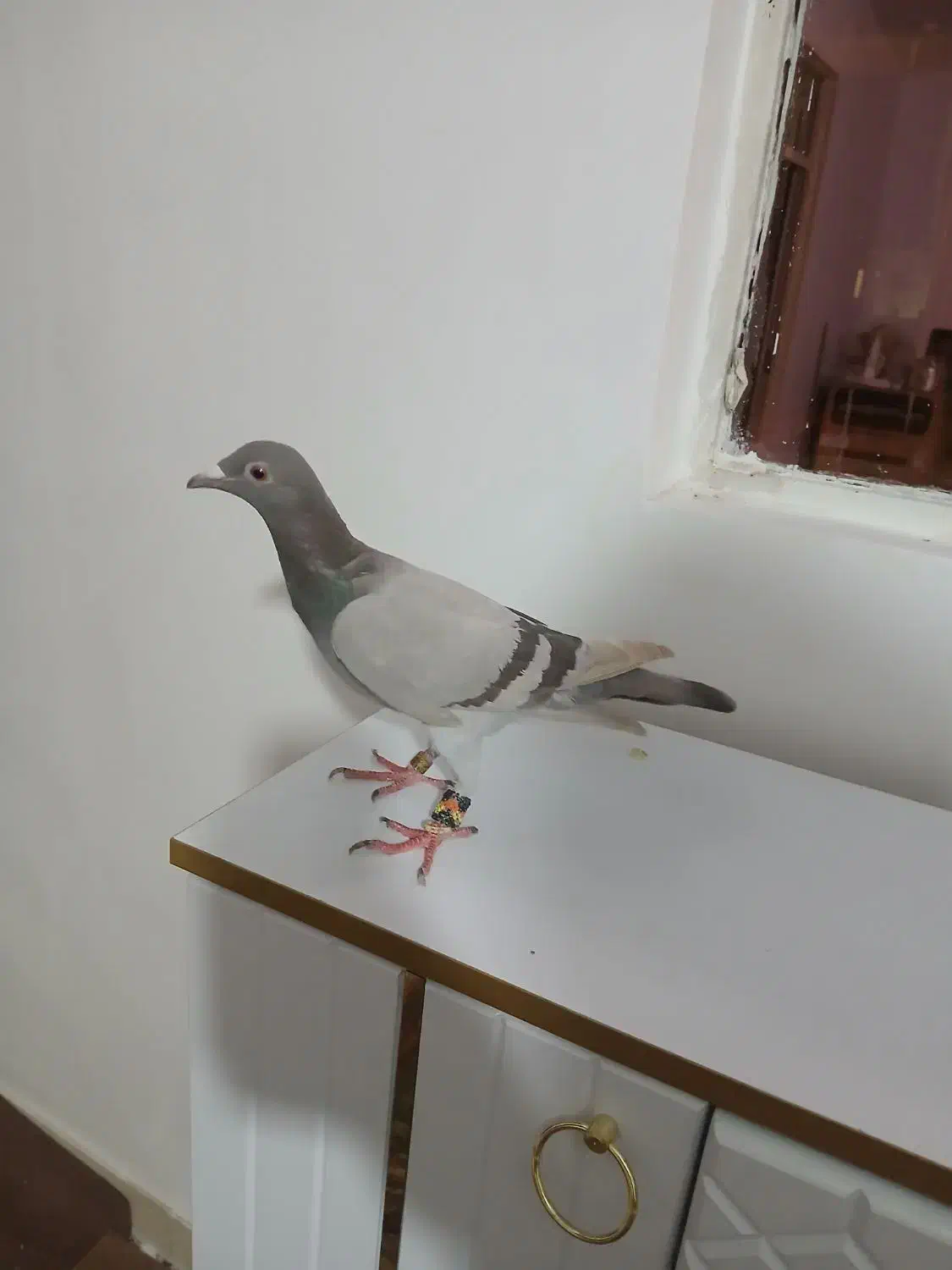 هفرنگ خطی|حیوانات|تاکستان, |دیوار