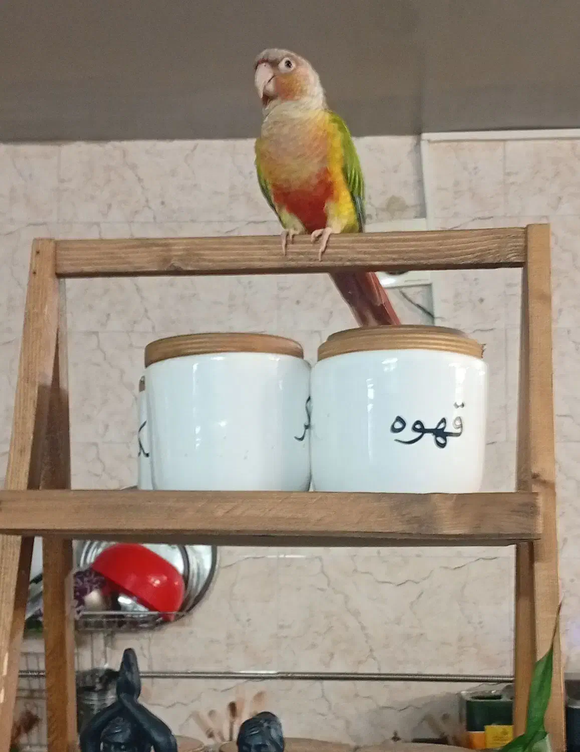 طوطی گیرینچیک|پرنده|تهران, فلاح|دیوار