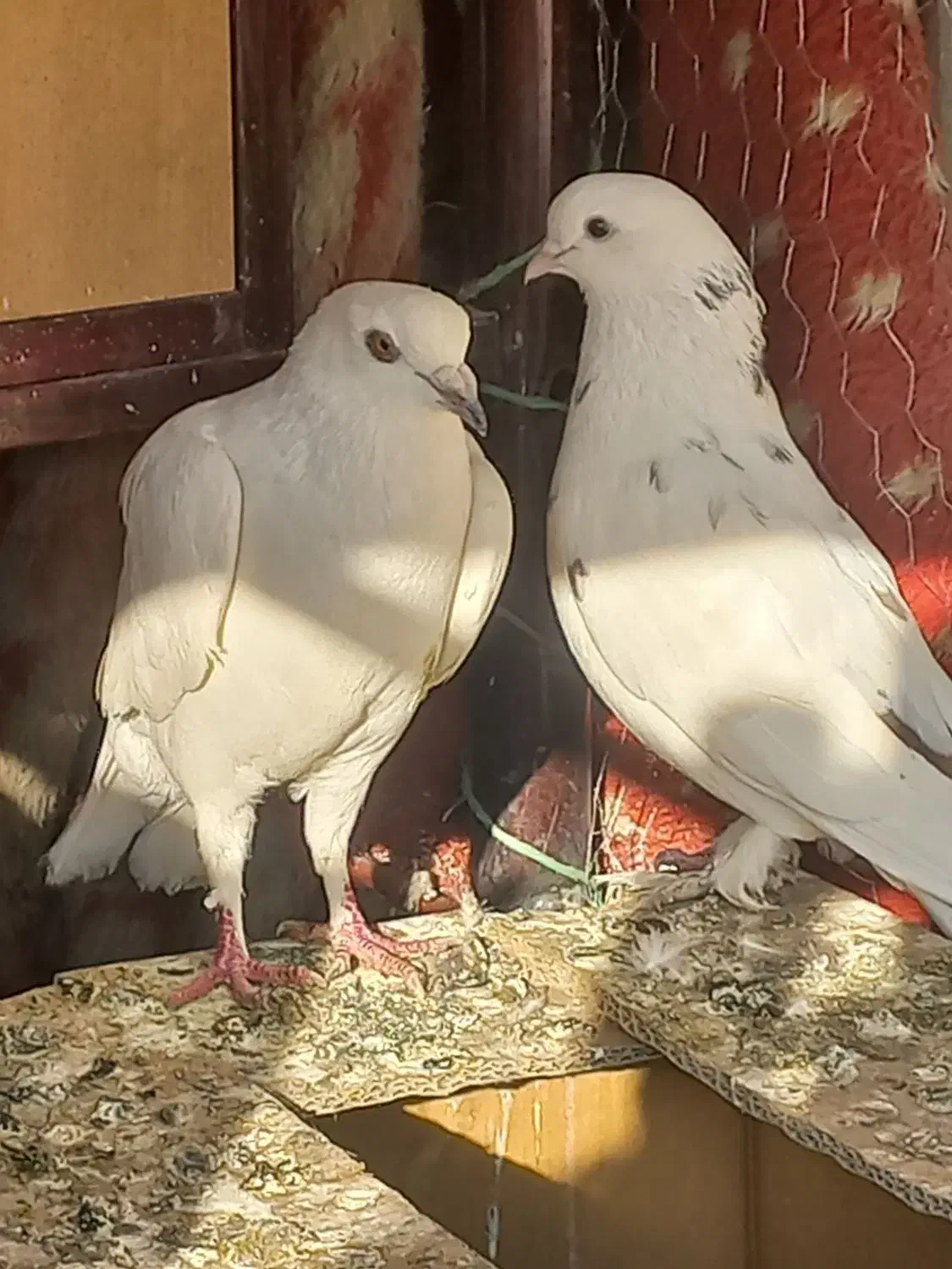 ی جفت نروماده کاشونی مست|پرنده|فولادشهر, فولادشهر|دیوار