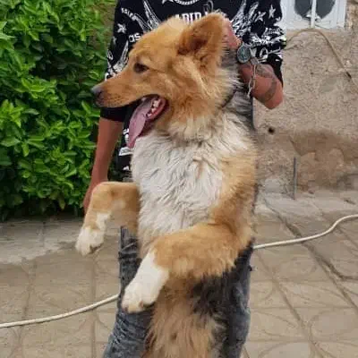 حیوانات|سگ|داراب, |دیوار