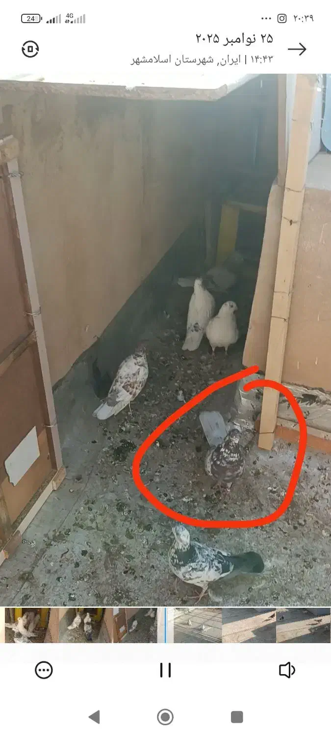 کفتر|حیوانات|اسلام‌شهر, شهرک قائمیه|دیوار