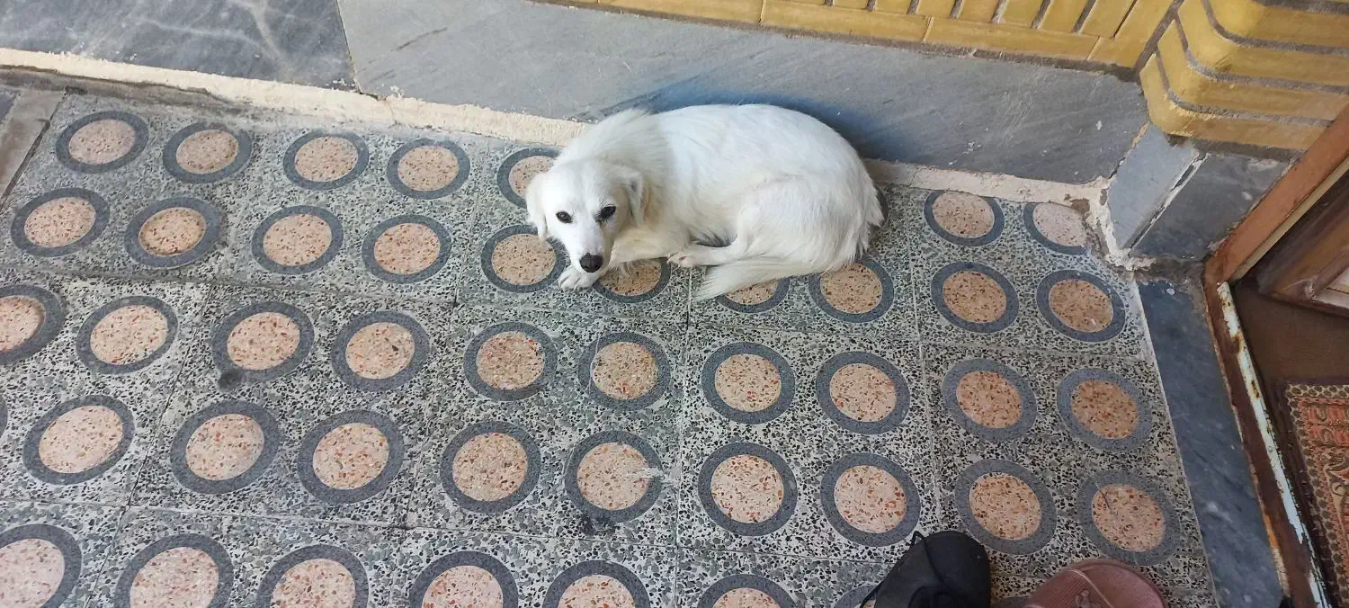 سگ پشمالو شیتزو|سگ|اندیمشک, |دیوار