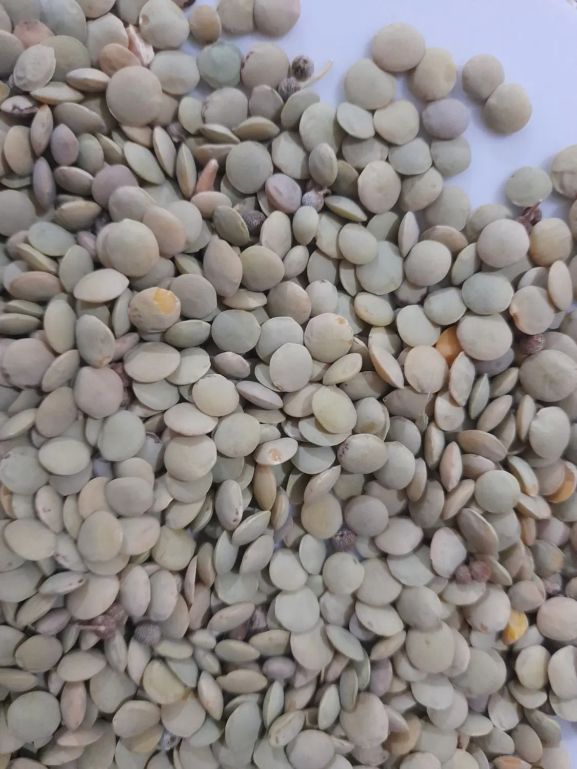 عدس|خوردنی و آشامیدنی|صوفیان, |دیوار