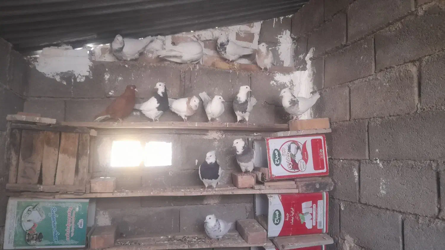 طوق|پرنده|فردوس (خراسان), |دیوار