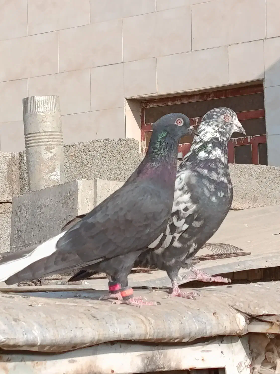 کبوتر اشعل|پرنده|باوی, |دیوار