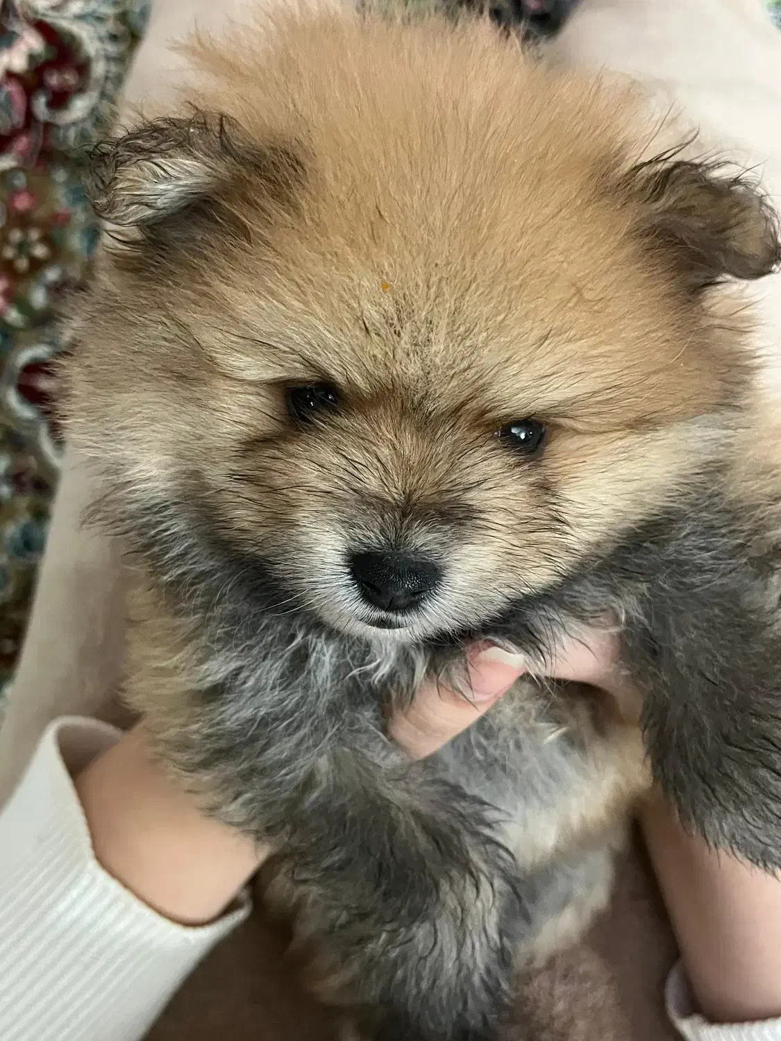 واگذاری پامرانین خرسی|سگ|کرمان, |دیوار