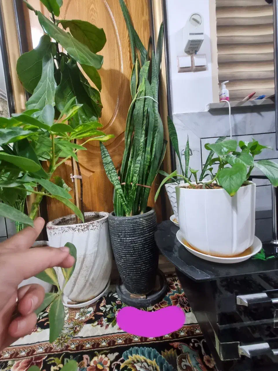 گل سانسوریا|گل و گیاه طبیعی|فردوس (خراسان), |دیوار