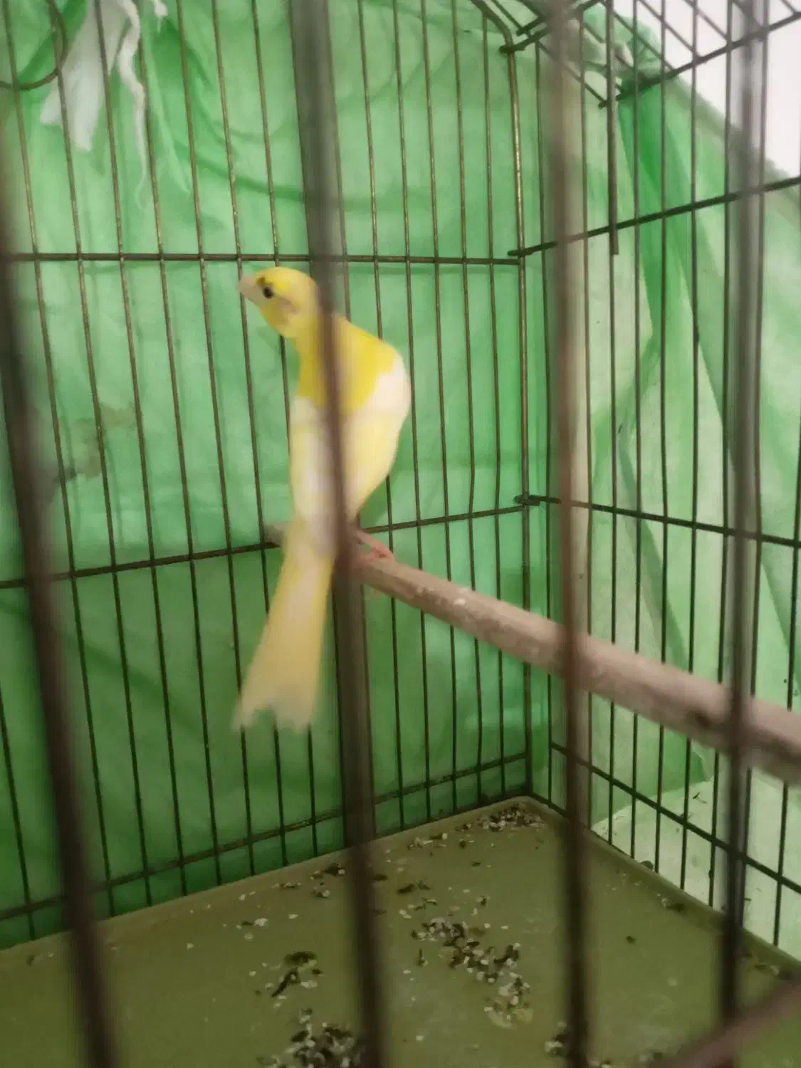 قناری نر|پرنده|اشتهارد, |دیوار