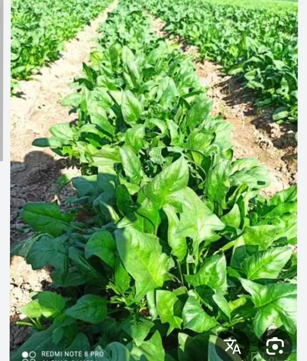 سبزی خورشی وخوردنی بااسفناج|خوردنی و آشامیدنی|جیرفت, |دیوار