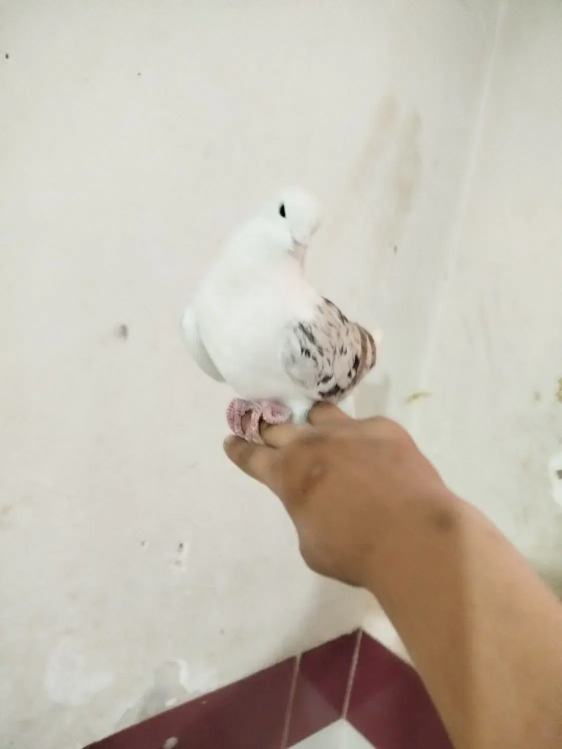 کفتر فروشی|پرنده|قم, علی آباد سعدگان|دیوار