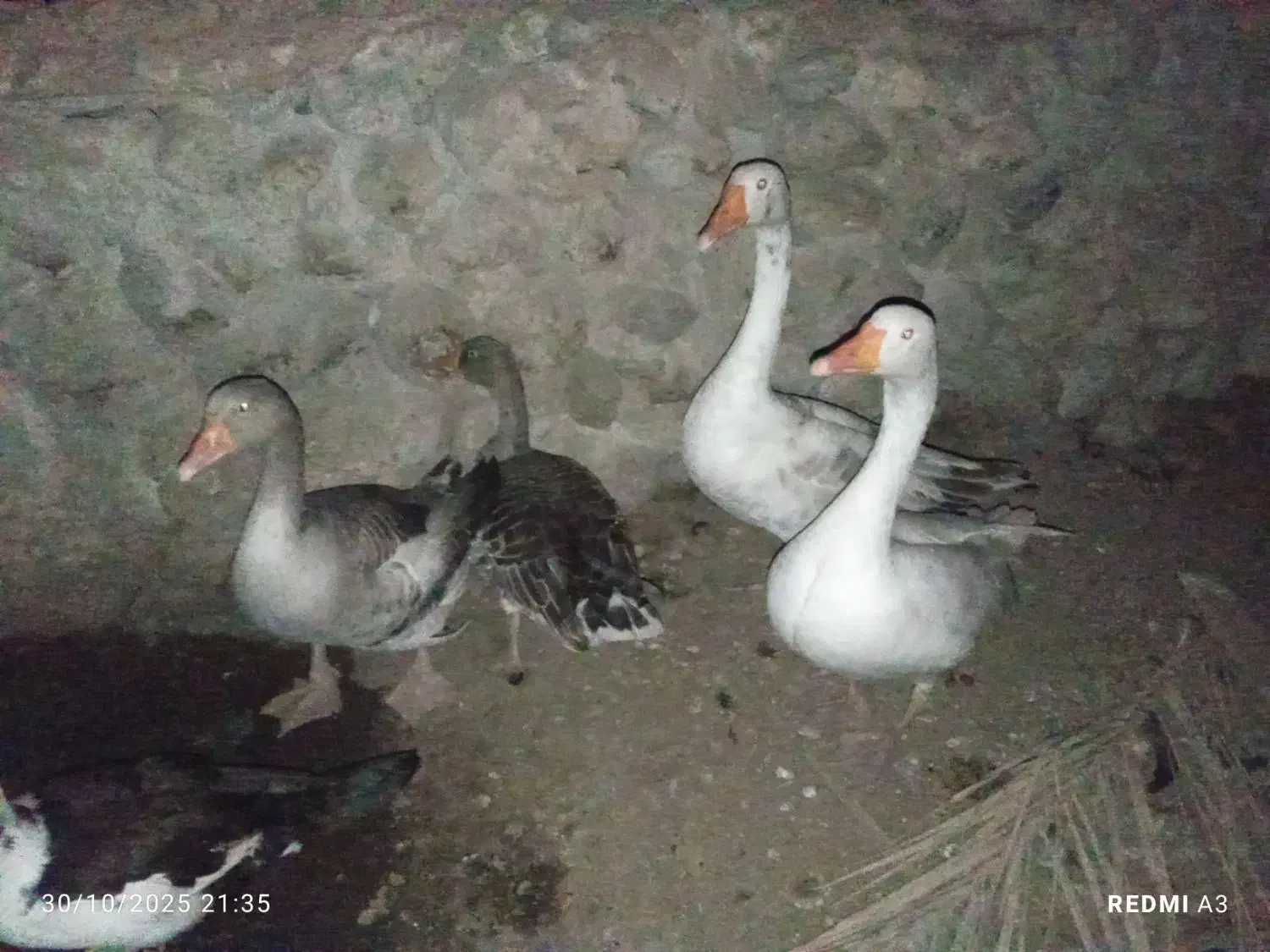 اردک و غاز|حیوانات مزرعه|بندرعباس, |دیوار