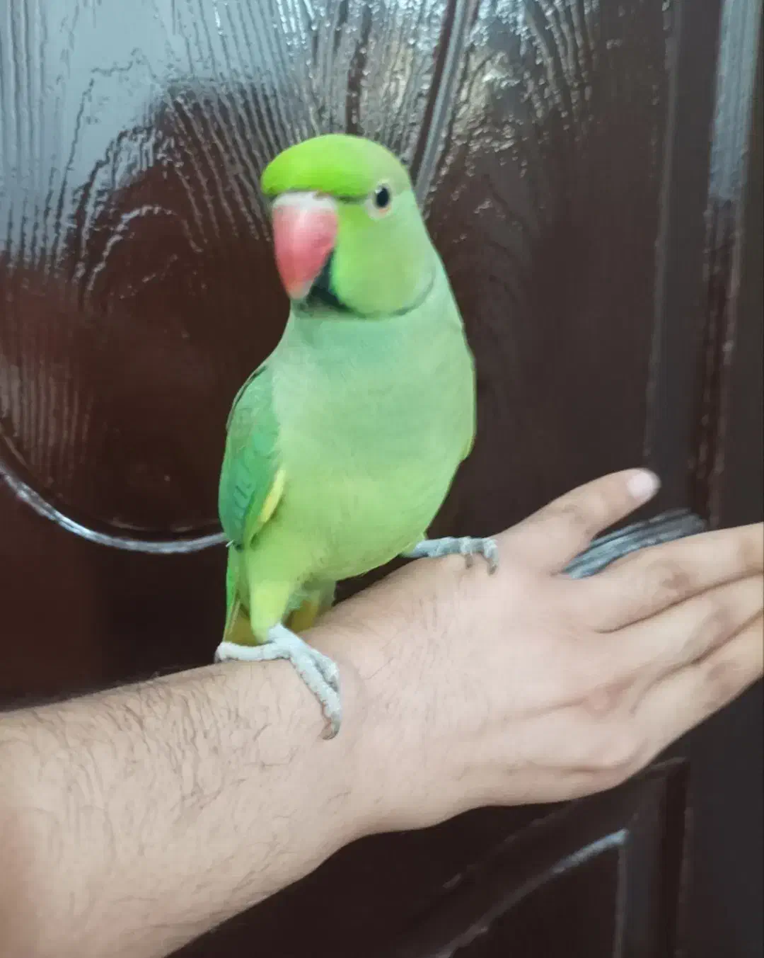 ملنگو نر سخنگو اهلی و دستی و رام|پرنده|کنارک, |دیوار