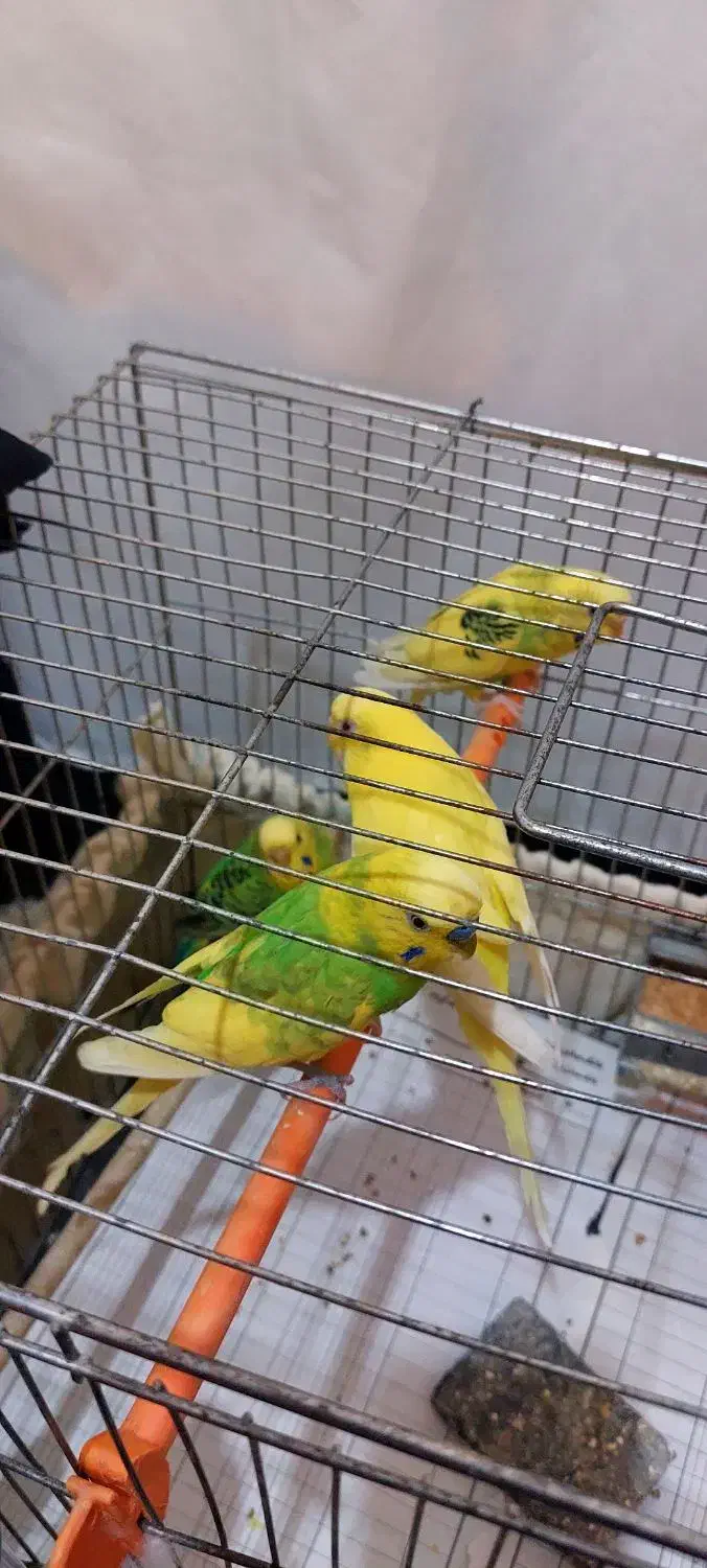 مرغ عشق|پرنده|اردبیل, |دیوار