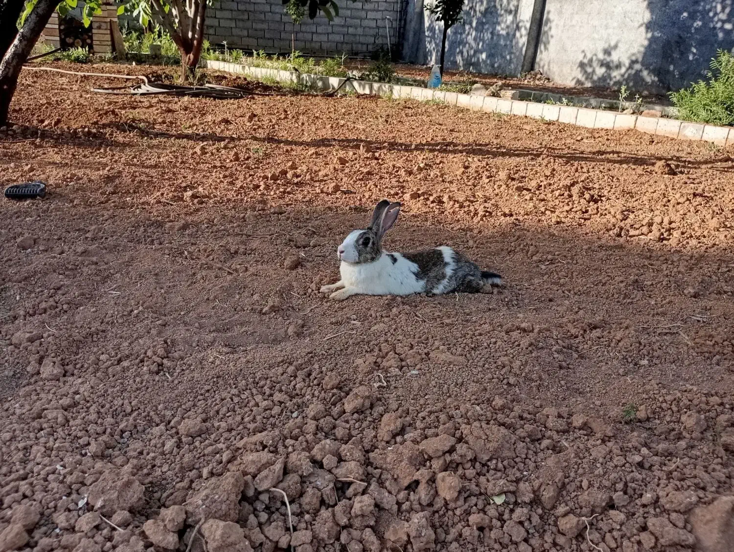 ۳ عدد خرگوش نر|موش و خرگوش|کرمانشاه, |دیوار