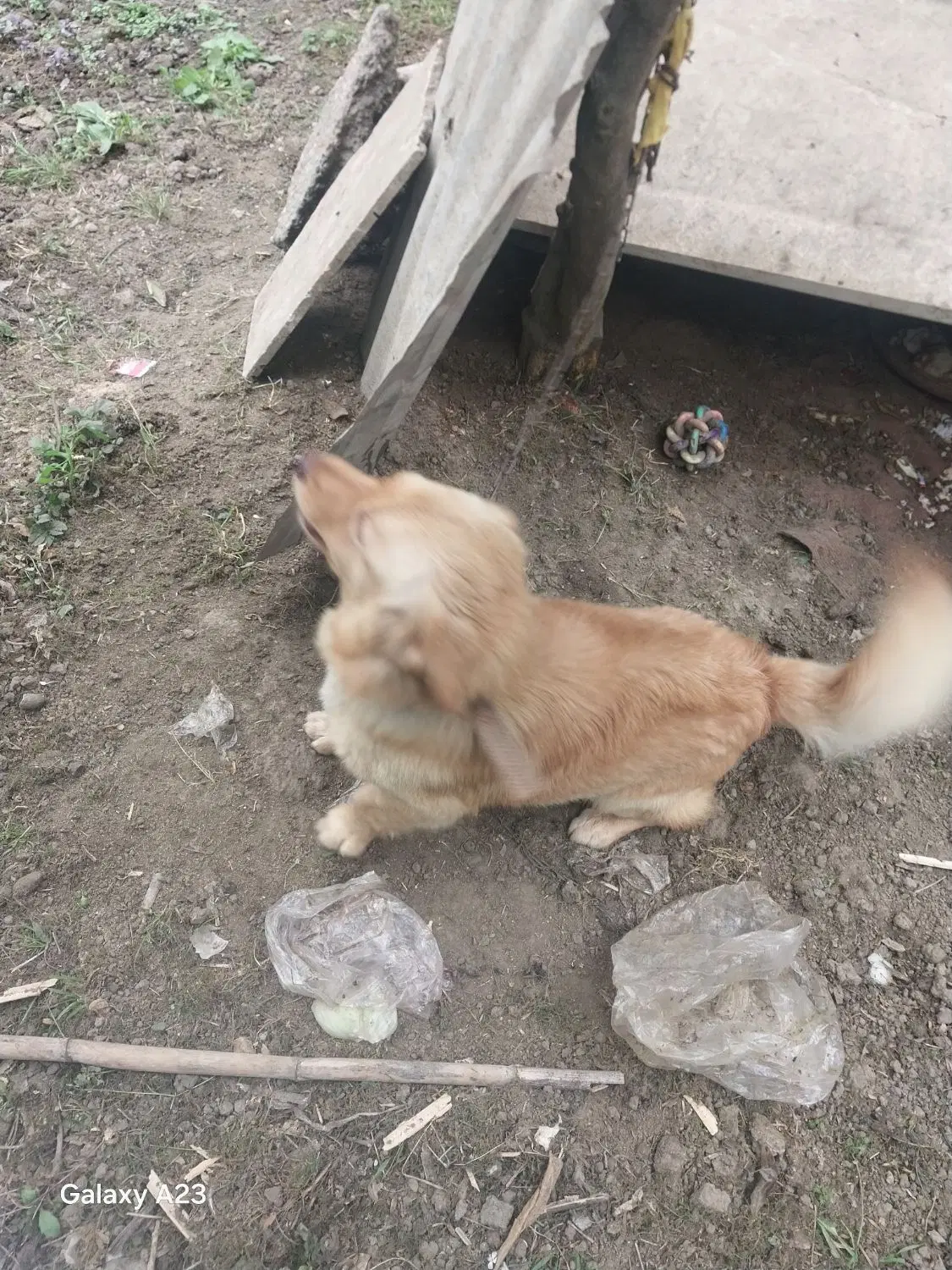 سگ ..|سگ|بابل, |دیوار