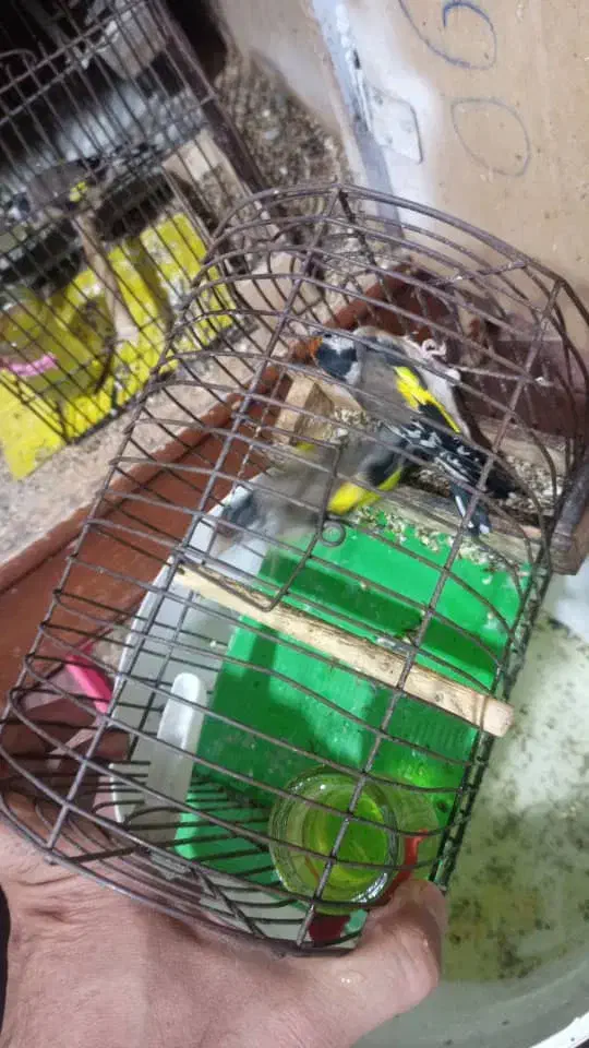 سهره جوجه سال|پرنده|بندر ماهشهر, |دیوار