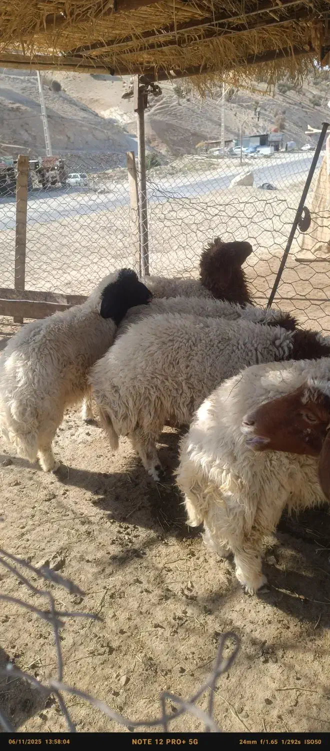 فروش بره|حیوانات مزرعه|سیوان, |دیوار