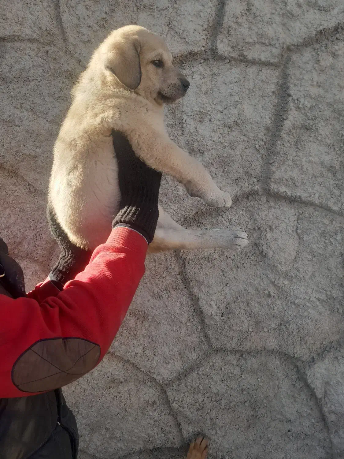 توله غراقی ر ایگان|سگ|تبریز, |دیوار