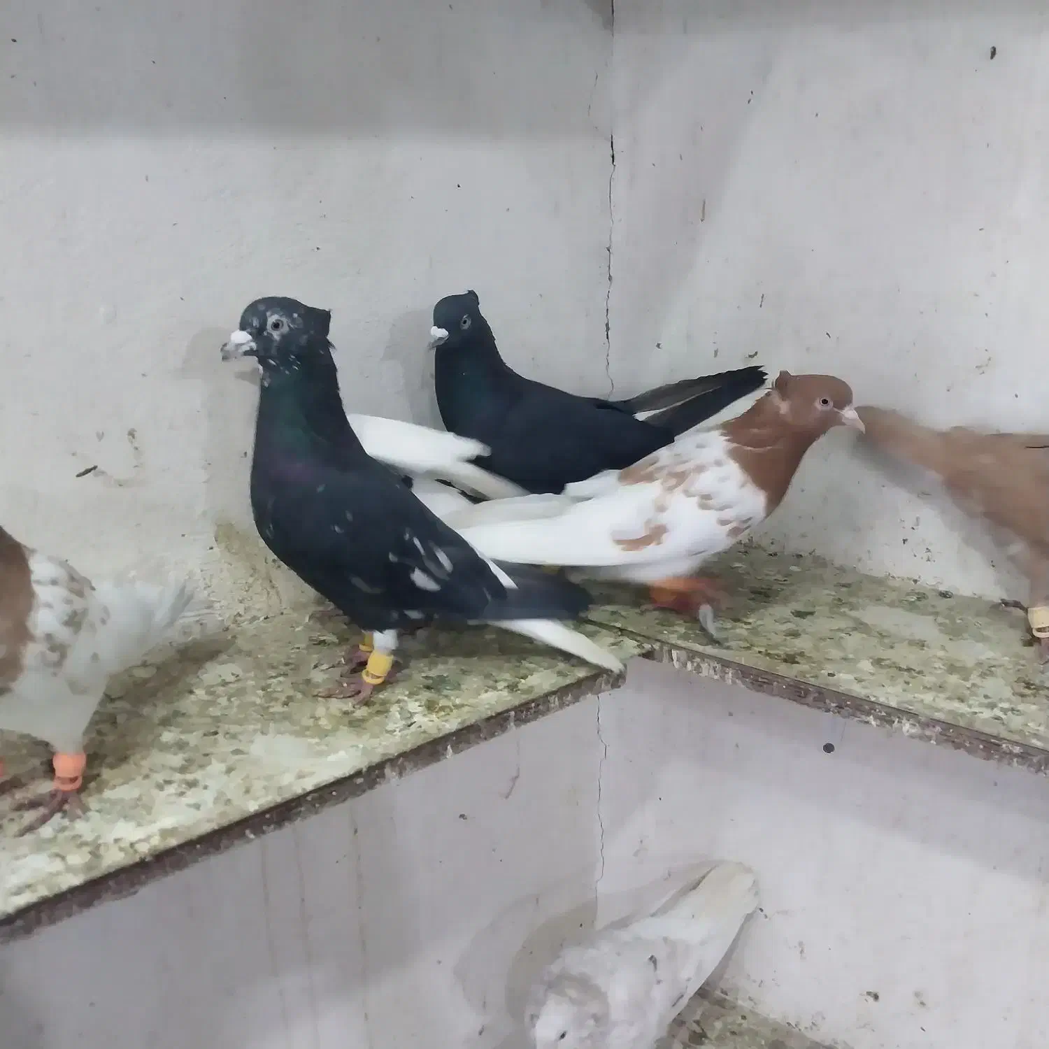 کبوتر پرشی هم جفتی|پرنده|اسفرورین, |دیوار