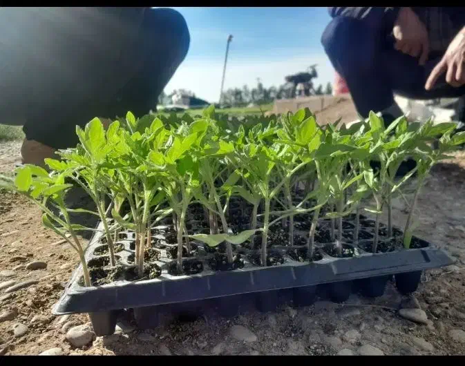 بذر گوجه|گل و گیاه طبیعی|اندیمشک, |دیوار