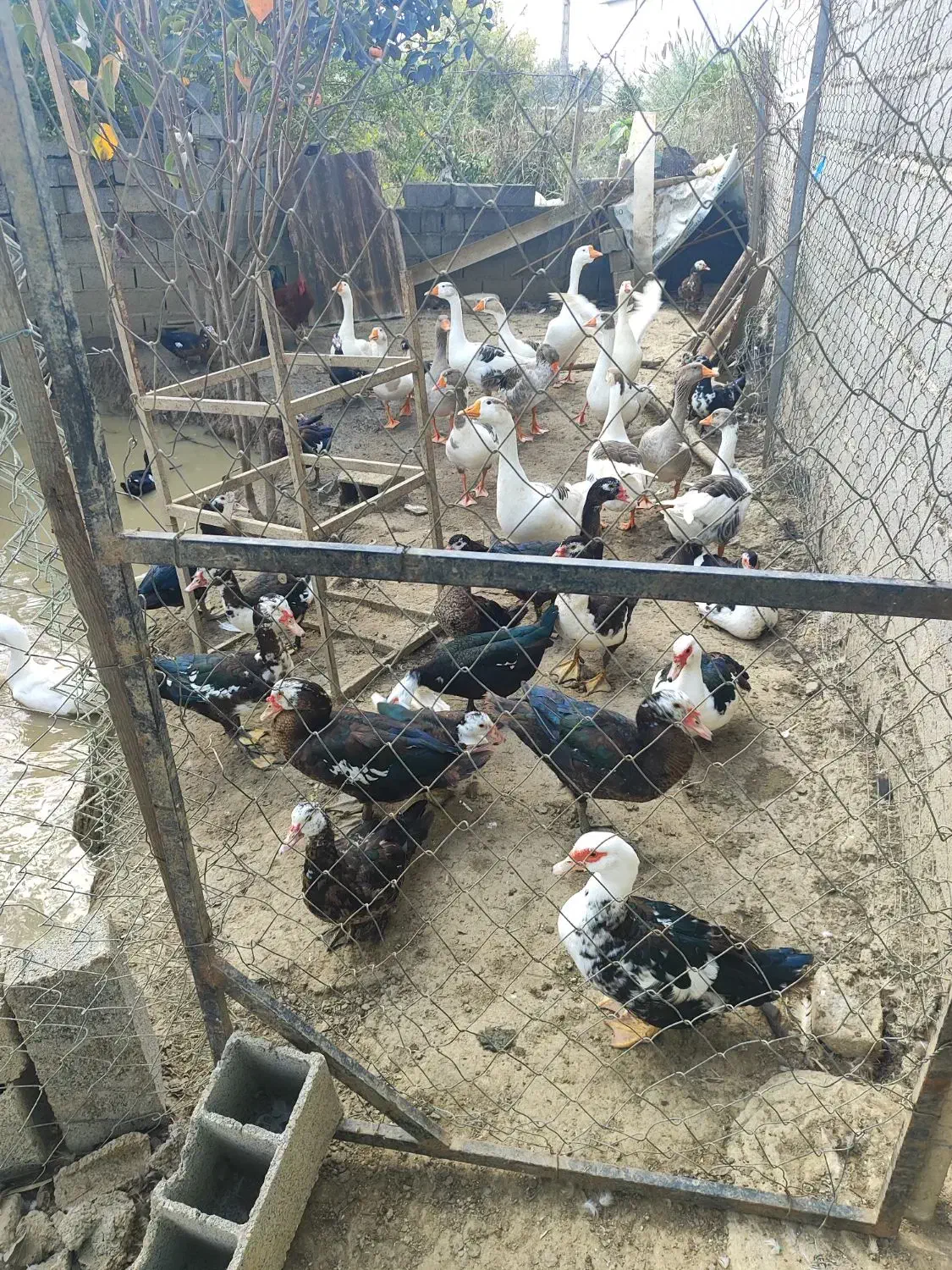 معاوضیه غاز اردک اسراعیلی با گوسفند|حیوانات مزرعه|بابل, |دیوار