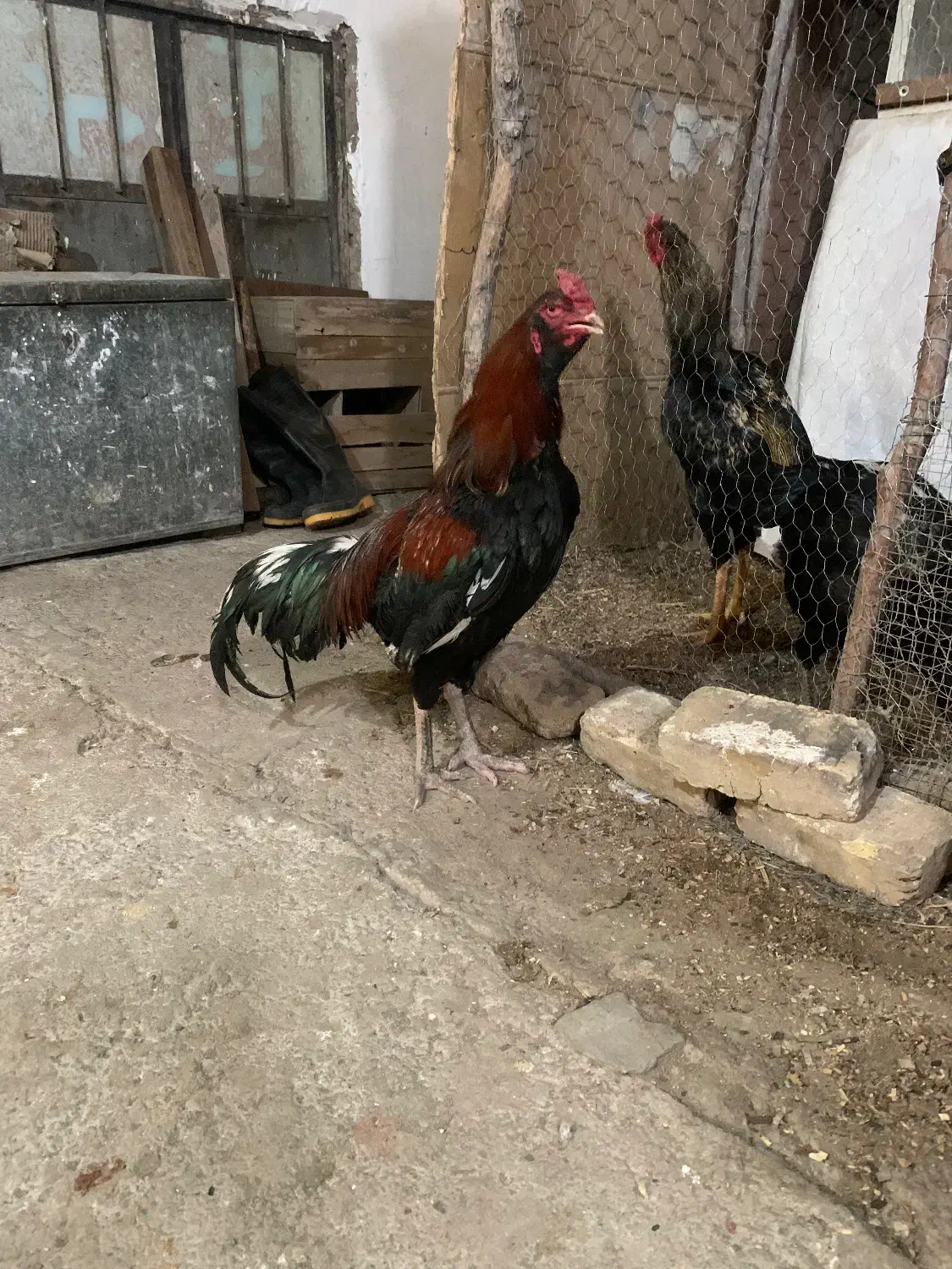 خروس لاری|حیوانات مزرعه|قزوین, |دیوار