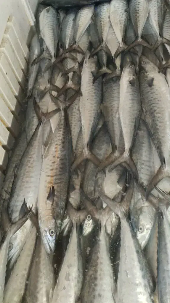 ماهی میگو گُلدفیش تفت|ماهی|تفت, |دیوار