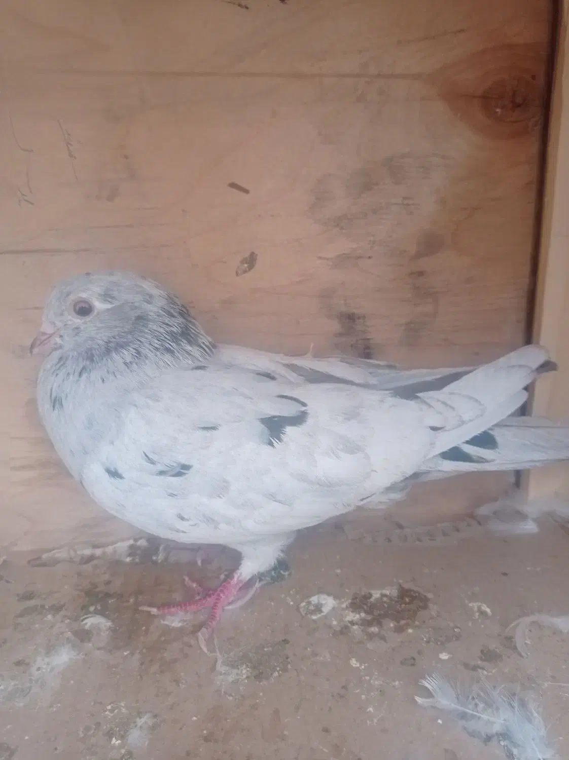 کفتر سرور ماده|پرنده|شاهدشهر, |دیوار